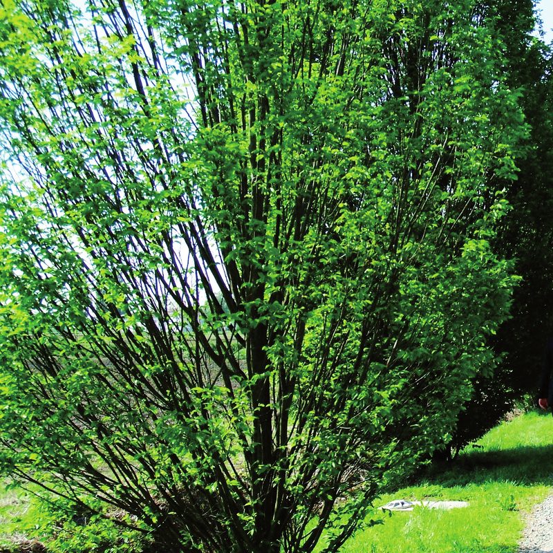 The cypress avenue