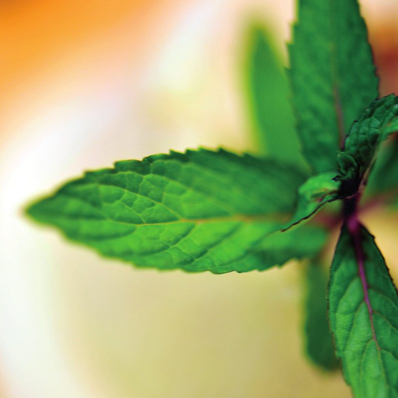 A mint leaf