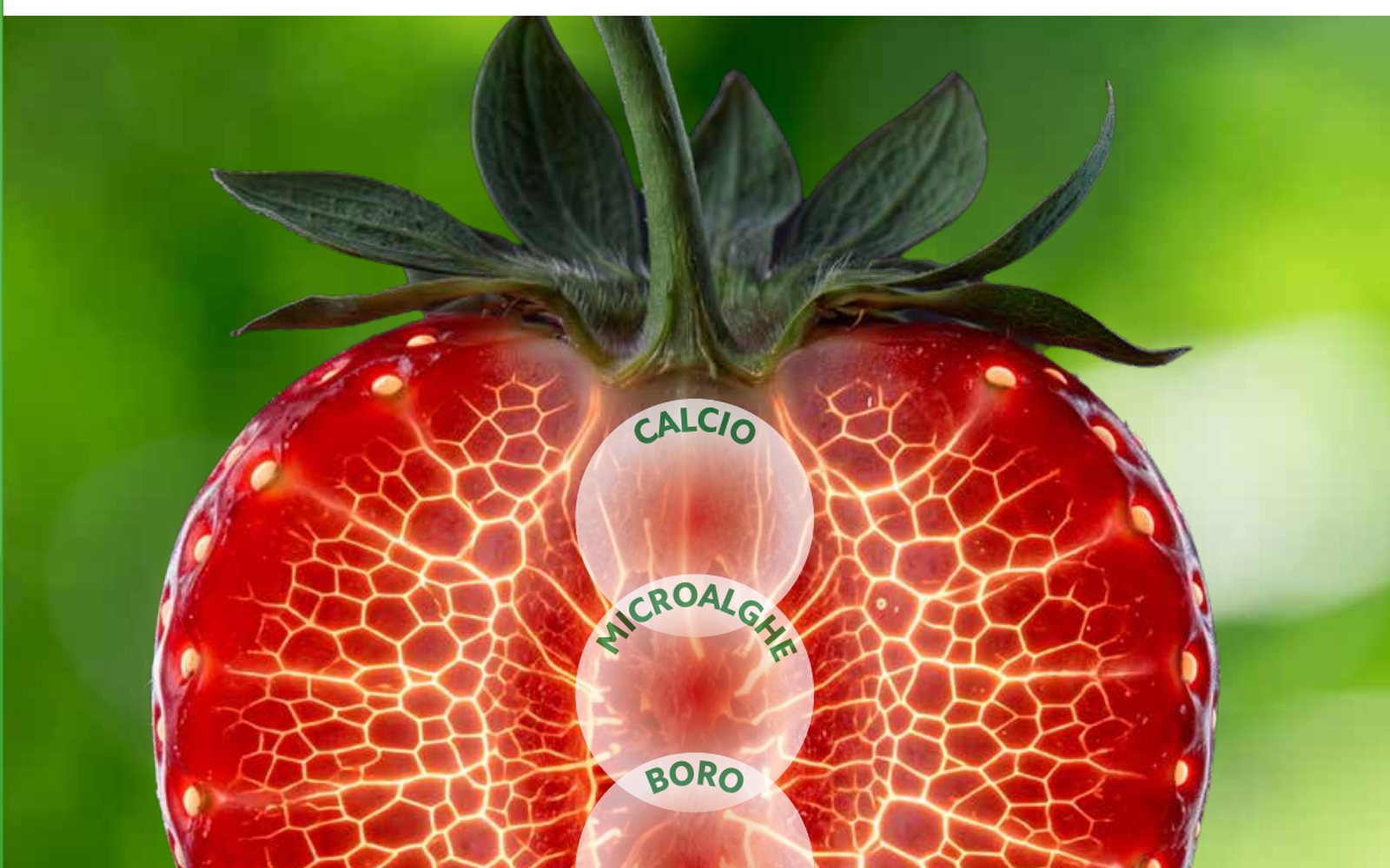 COMPO EXPERT — Basfoliar® Spyra Ca SL — Cover detail: calcium, microalgae and boron as three circles along the fruit.